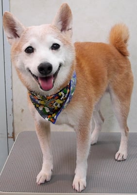 有馬コタロウちゃん