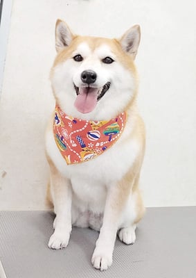 小村ゆずちゃん