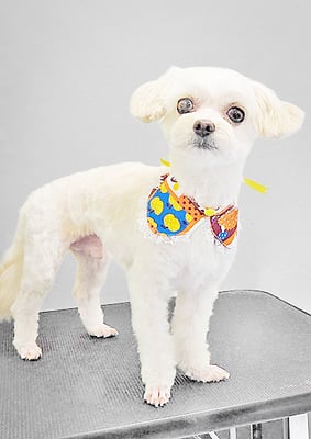 前原バニラちゃん