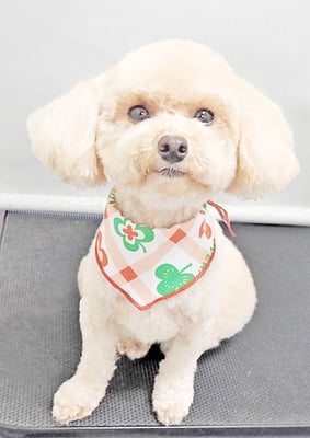 岩元チルちゃん