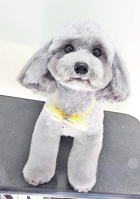 田中ロビンちゃん