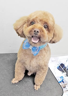 新屋敷コウちゃん