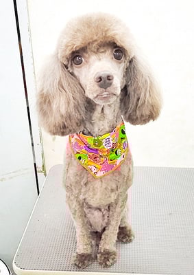 塗木ラテちゃん