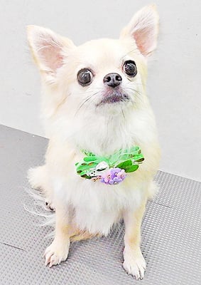 松尾モニークちゃん