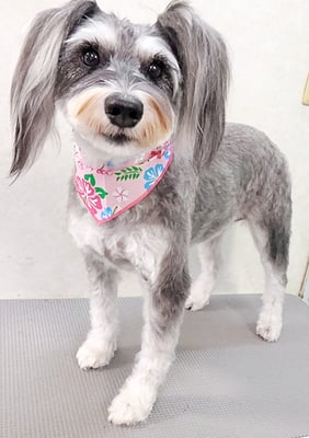 迫田プーちゃん