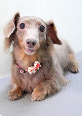 瀬戸口イザベラちゃん