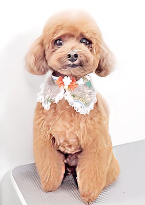 古市りんちゃん