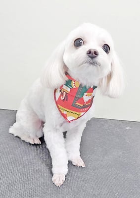 前原バニラちゃん