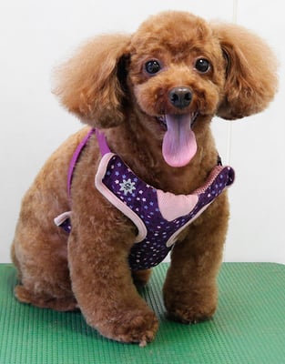 迫田リクちゃん