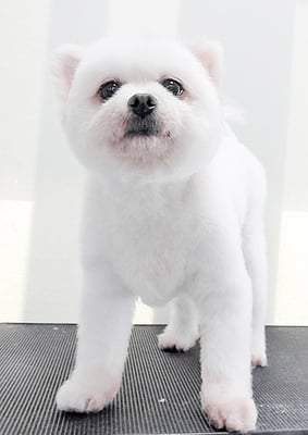 八木ピュアちゃん