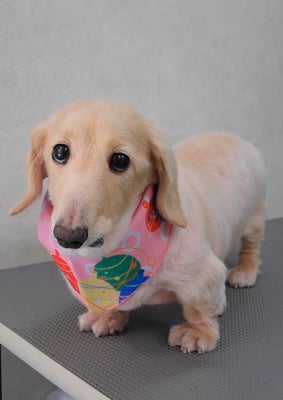 鳥越ハッピーちゃん