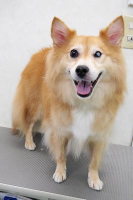 菊池ゴンちゃん