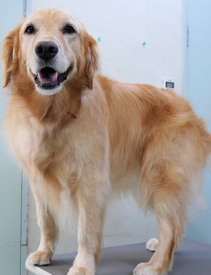 菊川チェリーちゃん