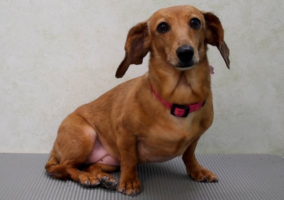 別府モモちゃん