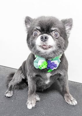 森崎シロちゃん