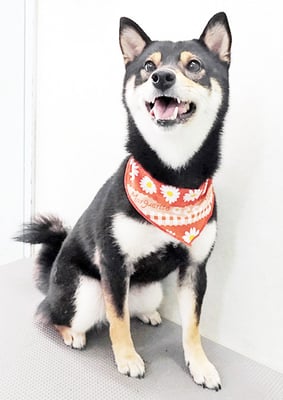 西元風子ちゃん