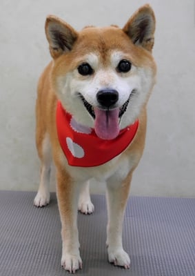 小田ハルちゃん