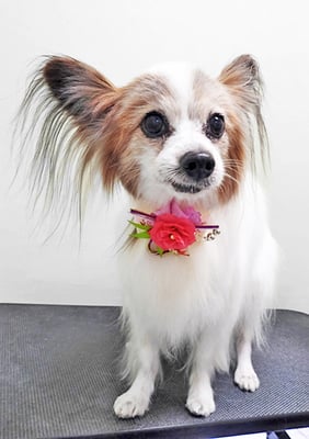 吉田パピちゃん