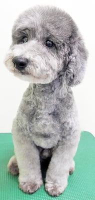 橋口最中ちゃん