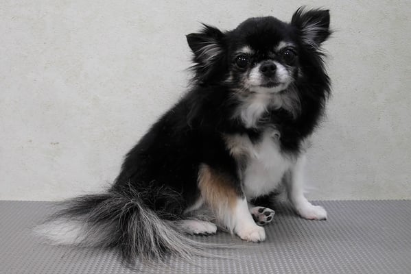 森崎クロちゃん