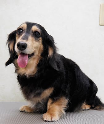 湯田モモちゃん