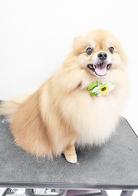 大井ポンタちゃん