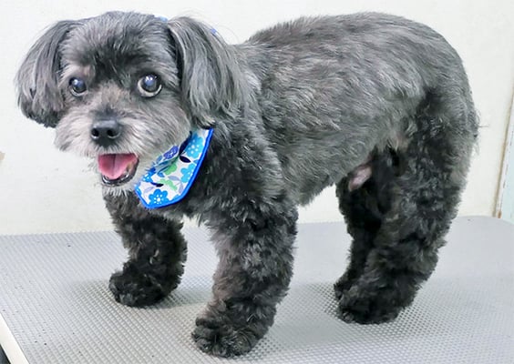 八郷ベンちゃん