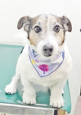 外園マロちゃん