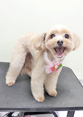 清正メイちゃん