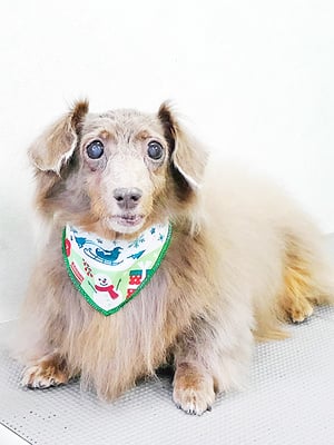 瀬戸口イザベラちゃん