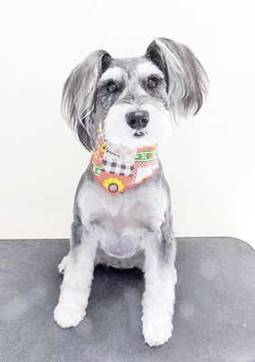 迫田プーちゃん