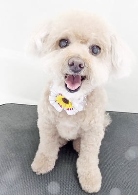 小森チョコちゃん