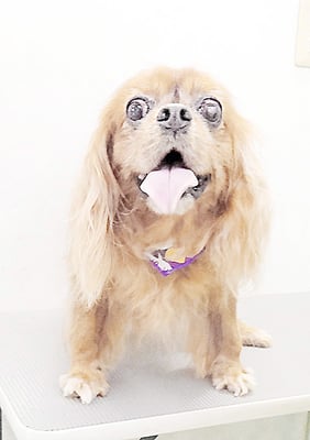 橋口ルビーちゃん