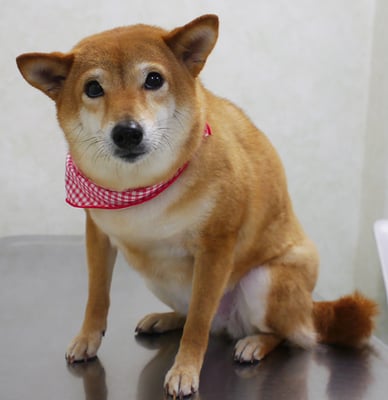 有馬コナツちゃん