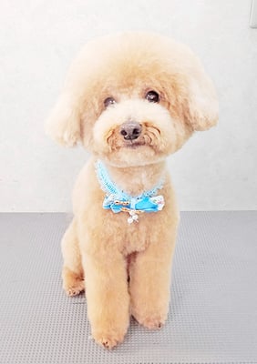 町田ジュニアちゃん