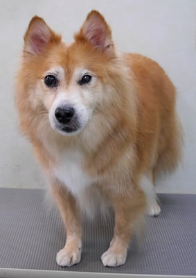 村松ゴンちゃん