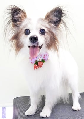 吉田パピちゃん