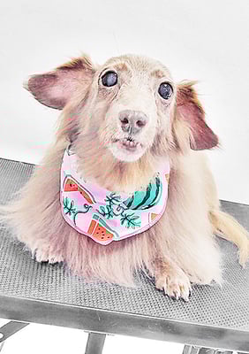 瀬戸口イザベラちゃん