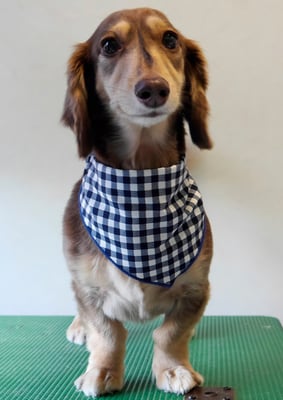 米田ジローちゃん