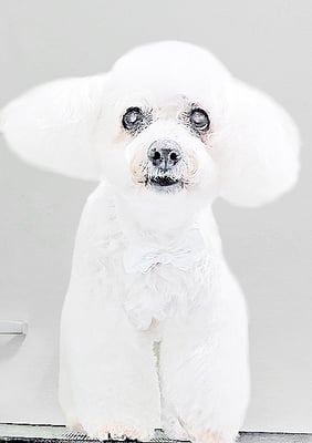 吉本ラピスちゃん