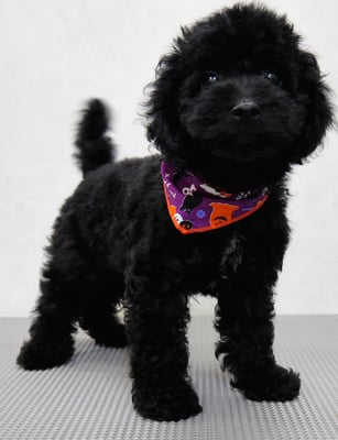 板敷ルフィーちゃん