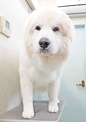 田代メイちゃん