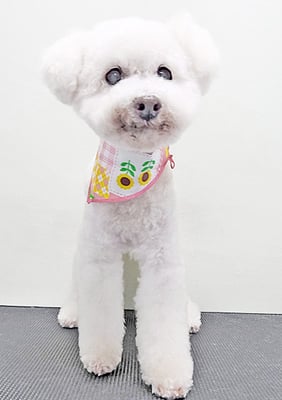 三宅美豚ちゃん