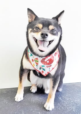 中尾あんずちゃん