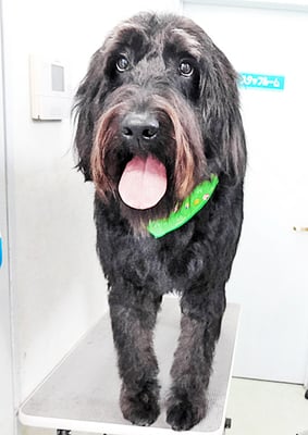 田代ロッティちゃん