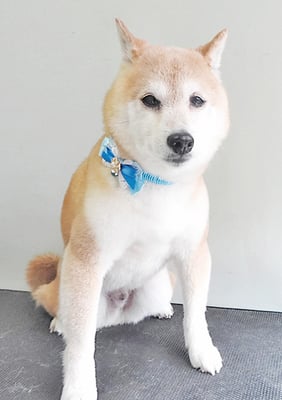 中森ラフちゃん