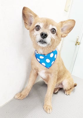 助村ルウちゃん