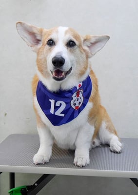 西方レオちゃん