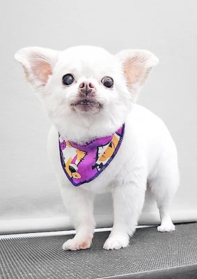 上馬場ゆきちゃん