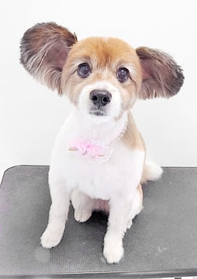 玉利ゆずちゃん